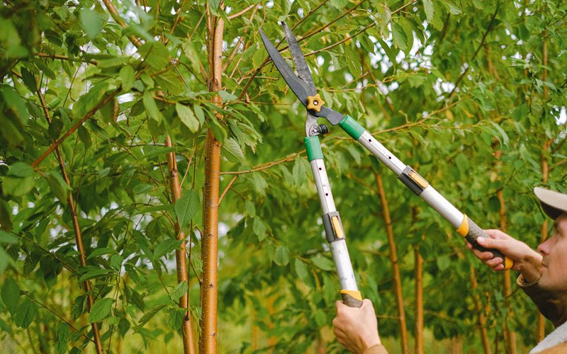 Tree trimming in Sun River, MT